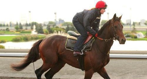 Скакун Михаил Глинка, принадлежащий Рамзану Кадырову, на скачках Pattison Canadian International Stakes в Канаде. Фото: www.woodbineentertainment.com