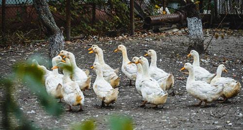 Домашние утки. Фото: Денис Яковлев / Югополис