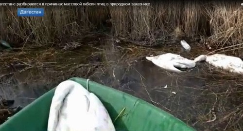 Мертвые лебеди в Аграханском заливе. Дагестан. 4 марта 2021 г. Фото: скриншот "Первый канал" https://www.1tv.ru/news/2021-03-04/402605-v_dagestane_razbirayutsya_v_prichinah_massovoy_gibeli_ptits_v_prirodnom_zakaznike