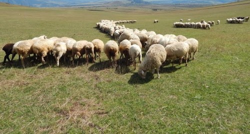 Пастбища в в Гегаркуникской области. Фото: https://armenpress.am