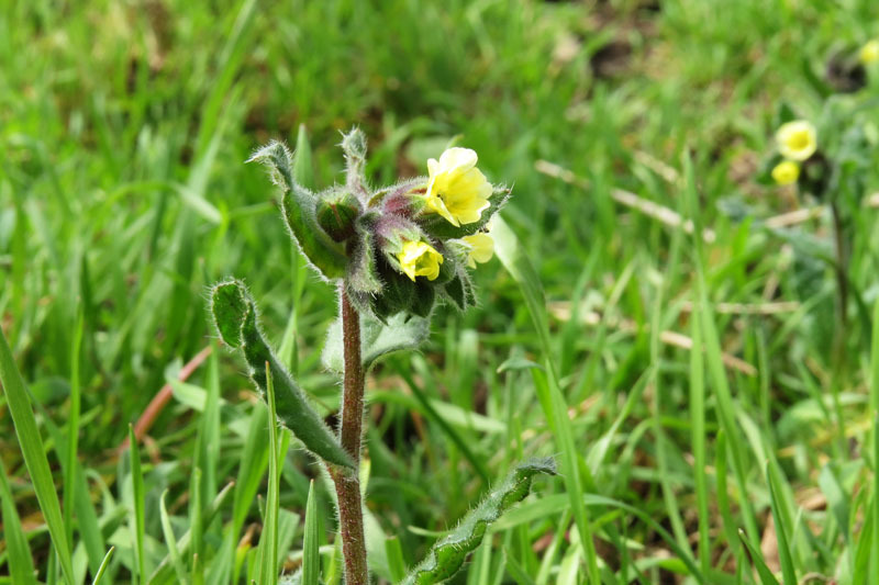 Rhinanthus minor.